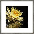 Golden Lotus Framed Print