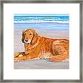 Golden Murphy Framed Print