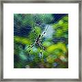 Golden Orb Weaver Spider - Nephila Clavipes - Female Framed Print