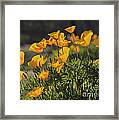 Golden Poppies Framed Print