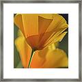 Golden Poppies Framed Print