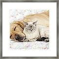 Golden Retriever And Cat Framed Print