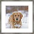 Golden Retriever In Snow Framed Print