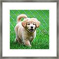 Golden Retriever Puppy Framed Print