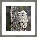 Golden Snub-nosed Monkey Young China Framed Print