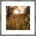 Golden Starts Framed Print