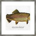 Golden Trout Framed Print