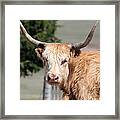 Golden Yak Framed Print