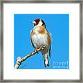 Goldfinch And Blue Sky Framed Print