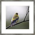 Goldfinch Molting To Breeding Colors Framed Print