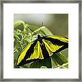 Goliath Birdwing Butterfly Irian Jaya Framed Print