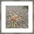 Gone To Seed Framed Print