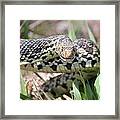 Gopher Snake Mimic Framed Print