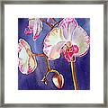 Gorgeous Orchid Framed Print