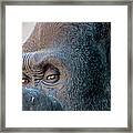 Gorilla Eyes Framed Print