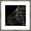 Gorilla Framed Print