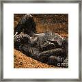 Gorilla - Painterly Framed Print