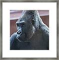 Gorilla Framed Print