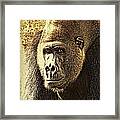 Gorilla Portrait 2 Framed Print