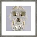 Gorilla Skull Framed Print