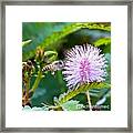 Got To Get To The Nectar! #bee #flower Framed Print