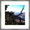 Grand Canyon Dead Tree Framed Print