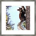 Grand Canyon National Park Kaibab Squirrel Framed Print
