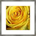 Grandeur Of Nature. Yellow Rose Ii Framed Print
