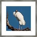 Grandfather Perched Framed Print