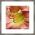 Grandma's Lily Framed Print