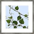 Grape Vine And Sky Framed Print