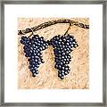 Grape Vine Framed Print