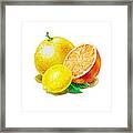 Grapefruit Lemon Orange Framed Print