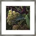 Grapes Ii Framed Print