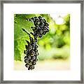 Grapes In The Vineyard Framed Print