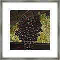 Grapes On The Vine Framed Print