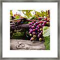 Grapes On The Vine Framed Print