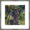 Baby Cabernets Ii   Triptych Framed Print