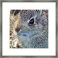 Grass-munching Bunny Framed Print