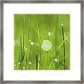 Grass With Morning Dew Framed Print