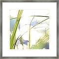 Grasses And Sun Reflections - High Key - Available For Licensing Framed Print