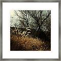 Grasses Of Winter Framed Print
