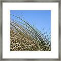 Grasses. Framed Print