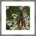 Grasshopper Nymph  On Queen Ann's Lace Framed Print