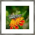 Grasshopper On Marigold Framed Print
