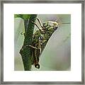 Grasshopper On Vine 2 Framed Print