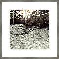 Grassy Beach Post Entrance At Sunset 2 Framed Print