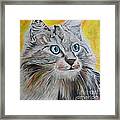 Gray Cat Framed Print