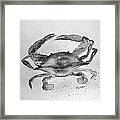 Gray Crab Framed Print
