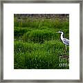 Gray Heron Framed Print